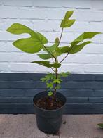 🌳 Liriodendron tulipifera - Amerikaanse tulpenboom, Ophalen, Halfschaduw, Overige soorten, Lente