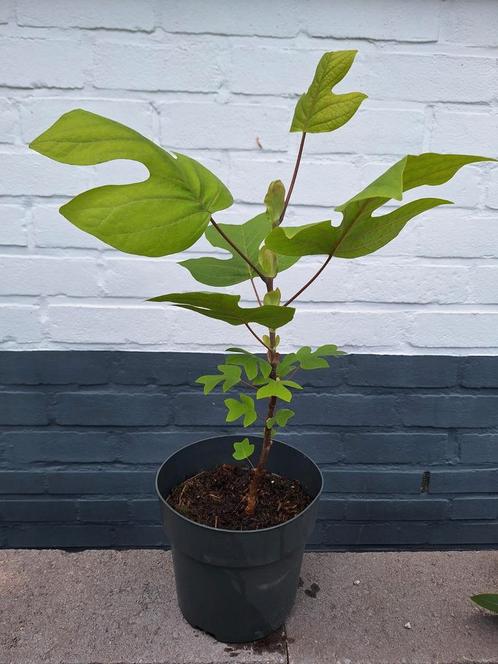 🌳 Liriodendron tulipifera - Amerikaanse tulpenboom, Tuin en Terras, Planten | Bomen, Overige soorten, Minder dan 100 cm, Halfschaduw