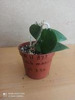 Hoya Black margin potmaat 8.5 nummer H873, Ophalen of Verzenden, Overige soorten, Minder dan 100 cm