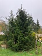 Kerstboom gratis af te halen, Tuin en Terras, Planten | Bomen, Ophalen, Overige soorten, 400 cm of meer