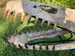Fossielen Plesiosaurus schedel  -  Mosasaurus Era., Verzamelen, Mineralen en Fossielen, Ophalen, Fossiel