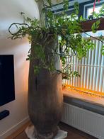 Grote hoge palmboom vaas palmboomvaas met of zonder plant, Overige kleuren, 50 tot 75 cm, Ophalen of Verzenden, Glas