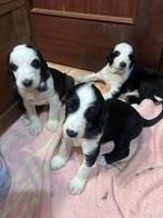 Afghaanse windhond  pups uit zeer exclusieve lijn, Dieren en Toebehoren, Honden | Windhonden, Particulier, Rabiës (hondsdolheid)