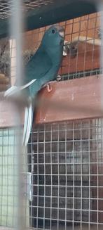 Te koop 3 jonge kakarikis, Dieren en Toebehoren, Meerdere dieren, Parkiet
