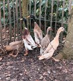 Loopeenden broedeieren, Dieren en Toebehoren, Pluimvee, Geslacht onbekend, Eend