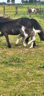 verschillende shetlanders hengstveulens, Hengst, Dressuurpony, Gechipt, 0 tot 2 jaar