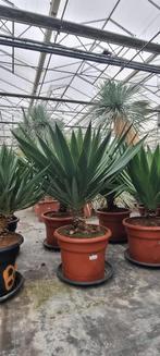 Palmbomen/Yucca's/Cyca's/Olijfbomen, Tuin en Terras, Planten | Bomen, Ophalen, Halfschaduw, 100 tot 250 cm, Zomer