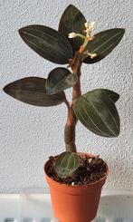 Ludisia discolor orchidee., Huis en Inrichting, Kamerplanten, Ophalen of Verzenden