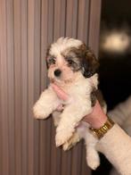 Maltipoo pups mogen de week van 15 dec verhuizen!, Dieren en Toebehoren, Honden | Chihuahua's en Gezelschapshonden, Rabiës (hondsdolheid)