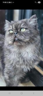 Liefste katje ooit, Dieren en Toebehoren, Katten en Kittens | Raskatten | Langhaar, Kater, Gechipt