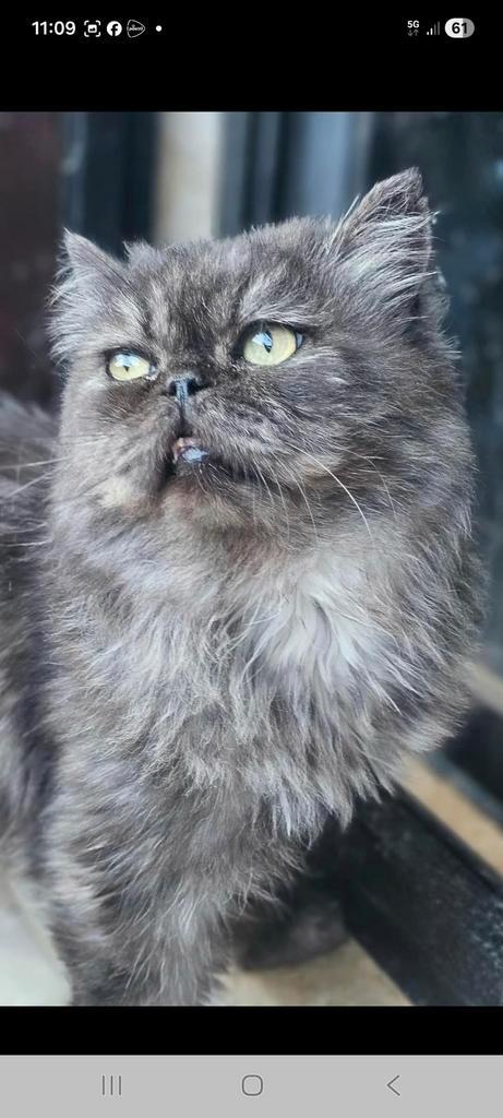 Liefste katje ooit, Dieren en Toebehoren, Katten en Kittens | Raskatten | Langhaar, Kater, Gechipt