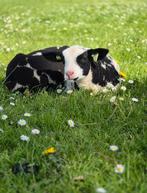 Bonte ram, Mannelijk, Schaap, 0 tot 2 jaar