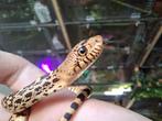 Pituophis catenifer sayi, Slang, 0 tot 2 jaar