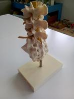 Anatomisch model, Antiek en Kunst, Curiosa en Brocante, Ophalen