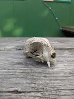 Schedel kat, Ophalen of Verzenden, Zo goed als nieuw, Hond of Kat, Schedel