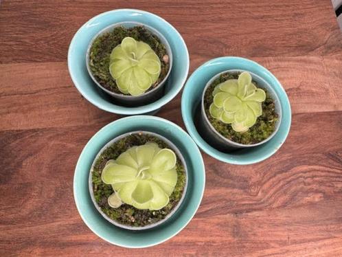 pinguicula ehlersiae, Huis en Inrichting, Kamerplanten, Overige soorten, Minder dan 100 cm, Ophalen of Verzenden