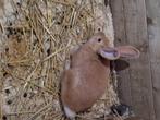 Vlaamsereus, Dieren en Toebehoren, Konijnen, Mannelijk, Groot, 0 tot 2 jaar
