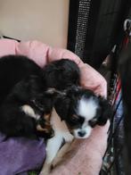 Nog 1mooie Cavelier King Charles spaniel X Puppies, CDV (hondenziekte), 8 tot 15 weken, Meerdere, Meerdere dieren