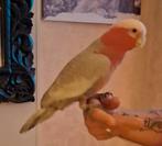 Lieve jonge rosé kaketoe, Dieren en Toebehoren, Vogels | Parkieten en Papegaaien, Mannelijk, Papegaai, Geringd