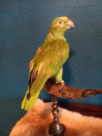 Opgezette Amazone papegaai taxidermie, Nieuw, Opgezet dier, Ophalen of Verzenden