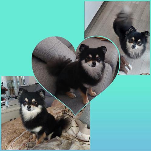Mooie 3 kleurige pomchi dekreu, Dieren en Toebehoren, Honden | Dekreuen, Reu, Particulier, Eén hond, Nederland, 3 tot 5 jaar, CDV (hondenziekte)