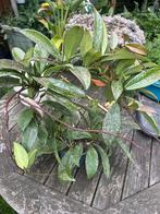 Hoya publicalyx, Ophalen of Verzenden, Overige soorten, Minder dan 100 cm