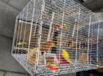Vogels parkieten en kooi, Meerdere dieren, Parkiet, Tam