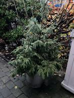 Kerstboom in grote zinken teil, Bloeit niet, Halfschaduw, Overige soorten, Ophalen