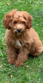 Labradoodle Midium, Nederland, Overige rassen, CDV (hondenziekte), 8 tot 15 weken