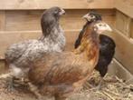 Araucana kippen., Dieren en Toebehoren, Pluimvee, Vrouwelijk, Kip