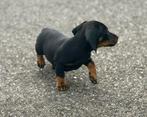Dwergteckel pups, Dieren en Toebehoren, CDV (hondenziekte), 8 tot 15 weken, Korthaar, Dwerg