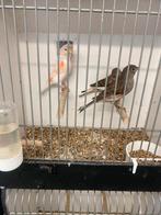 Harlekijn kanaries Te Koop, Dieren en Toebehoren