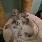 Ragdoll kittens, Dieren en Toebehoren, Katten en Kittens | Raskatten | Korthaar, Meerdere dieren, Ontwormd, 0 tot 2 jaar