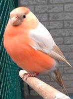 Gezocht bruinpastel split gele goudvink man