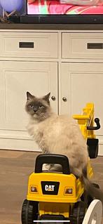 Vermist Luna ragdoll, Dieren en Toebehoren, Kat