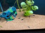 Jonge baby algeneters borstelneus mix longfin shortfin, Dieren en Toebehoren, Vissen | Aquariumvissen, Vis