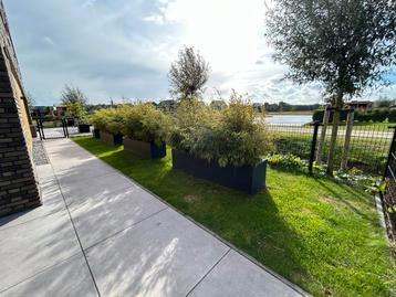 25 Bamboeplanten, 180cm, niet-woekerend beschikbaar voor biedingen