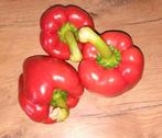 Rode Paprika Zaadjes - uit Biologische Kweek!, Tuin en Terras, Planten | Tuinplanten, Ophalen of Verzenden, Eenjarig, Groenteplanten