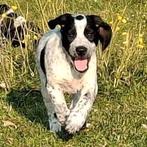 Super gesociale pups duitse staande korthaar x kleur stabij, Dieren en Toebehoren, Honden | Setters en Staande honden, Overige rassen