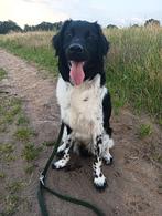 Jonge friese stabij, reu, Rabiës (hondsdolheid), 15 weken tot 1 jaar, Eén hond, Nederland