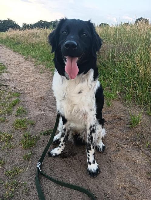 Jonge friese stabij, reu, Dieren en Toebehoren, Honden | Setters en Staande honden, Reu, Overige rassen, Particulier, Eén hond