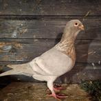 Duiven vrouw te koop, Meerdere dieren, Overige soorten