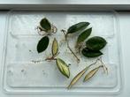 Kamerplant stekpakket - Hoya Flores Island, Black Margin, Ophalen of Verzenden, Overige soorten, Minder dan 100 cm