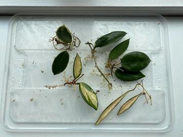 Kamerplant stekpakket - Hoya Flores Island, Black Margin beschikbaar voor biedingen