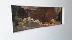 Aquarium / terrarium, Dieren en Toebehoren, Vis