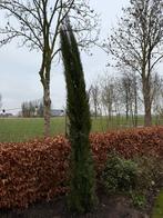 Italiaanse Cipres 300/350, Tuin en Terras, Planten | Bomen, Ophalen of Verzenden, Volle zon, Overige soorten