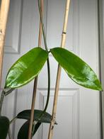 Hoya meliflua, Huis en Inrichting, Ophalen of Verzenden, Overige soorten, Halfschaduw, Minder dan 100 cm