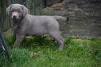 Labrador pups, silvergrijs, Dieren en Toebehoren, Honden | Retrievers, Spaniëls en Waterhonden, België, Rabiës (hondsdolheid)