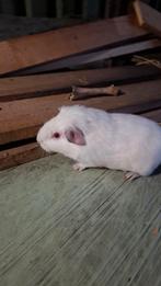 Super mooie jonge cavia beertjes te koop, Dieren en Toebehoren, Augustus, Mannelijk, Cavia