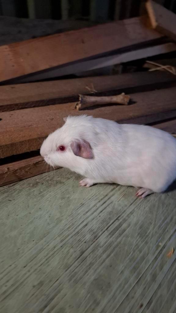 Super mooie jonge cavia beertjes te koop, Dieren en Toebehoren, Knaagdieren, Mannelijk, Cavia, Augustus